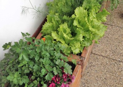 Saláty a bylinky v truhlíku