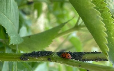Přírodní metody ochrany rostlin – jak na mšice