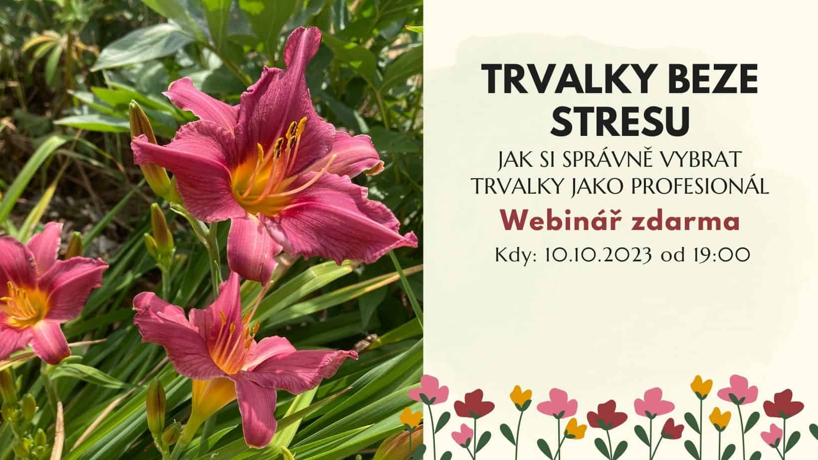 Webinar pink