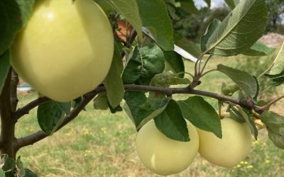 Jak vybrat jabloň nebo hrušeň na zahradu. 7 tipů.