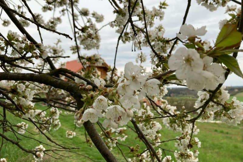 Návrh přírodní zahrady realizace zahrady rodinného domu